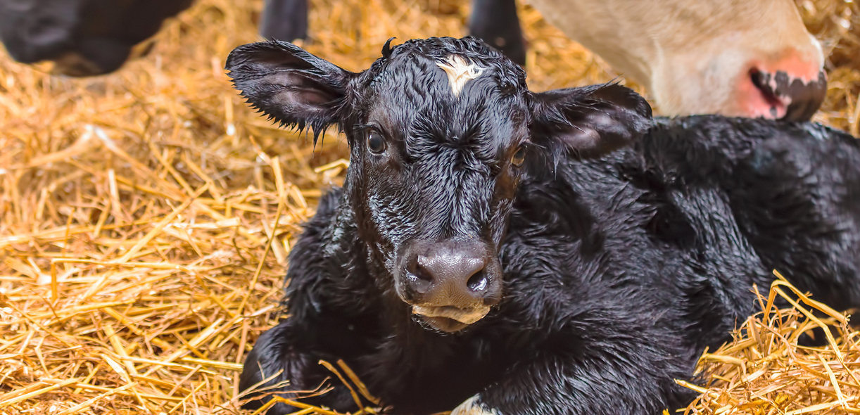 Tubing a weak calf: getting a life-saving technique right
