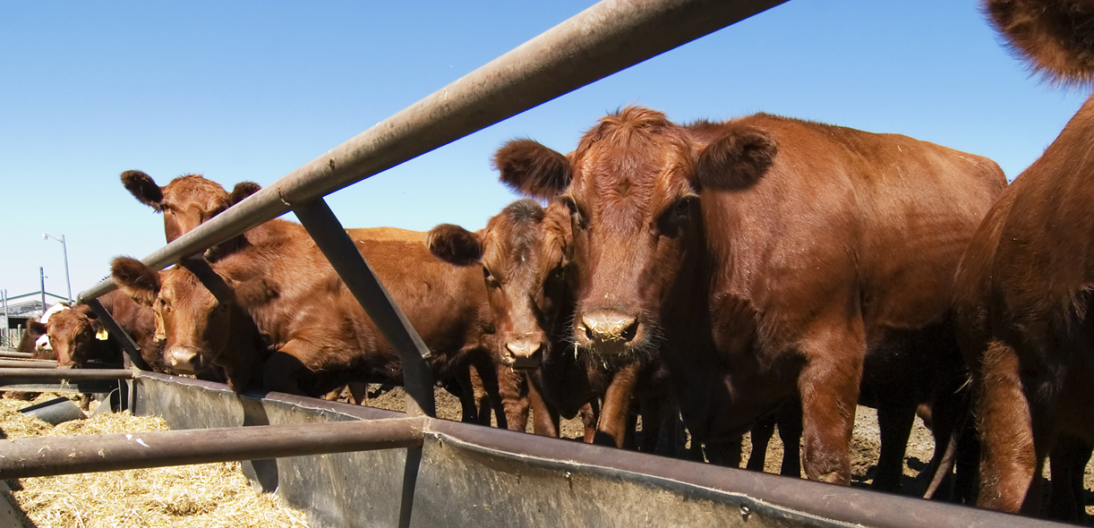 Record feeder cattle imports