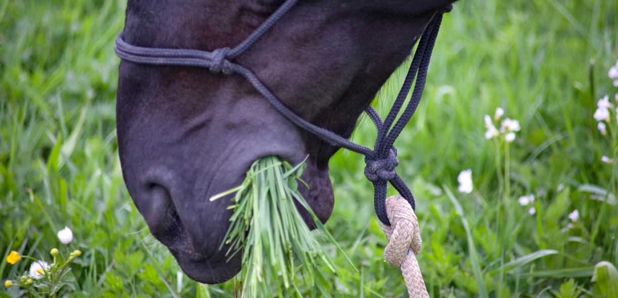 Equine digestive systems 101