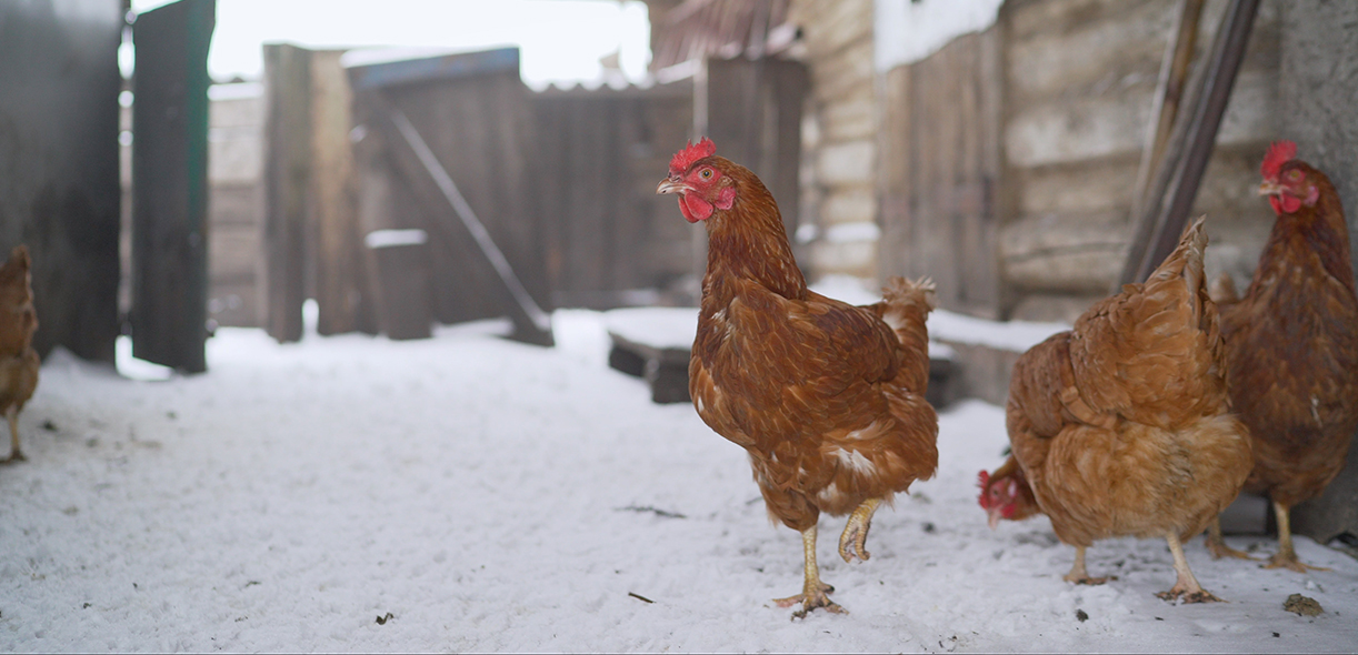 Keeping backyard chickens: you can’t just wing it