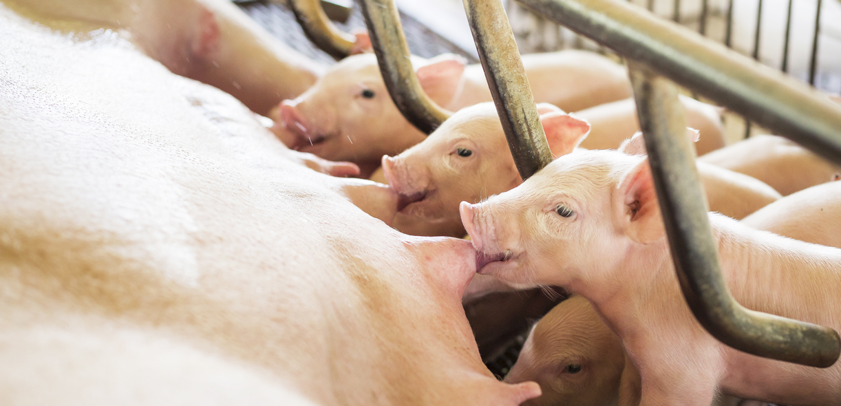 Could transition feeding reduce farrowing labour costs?