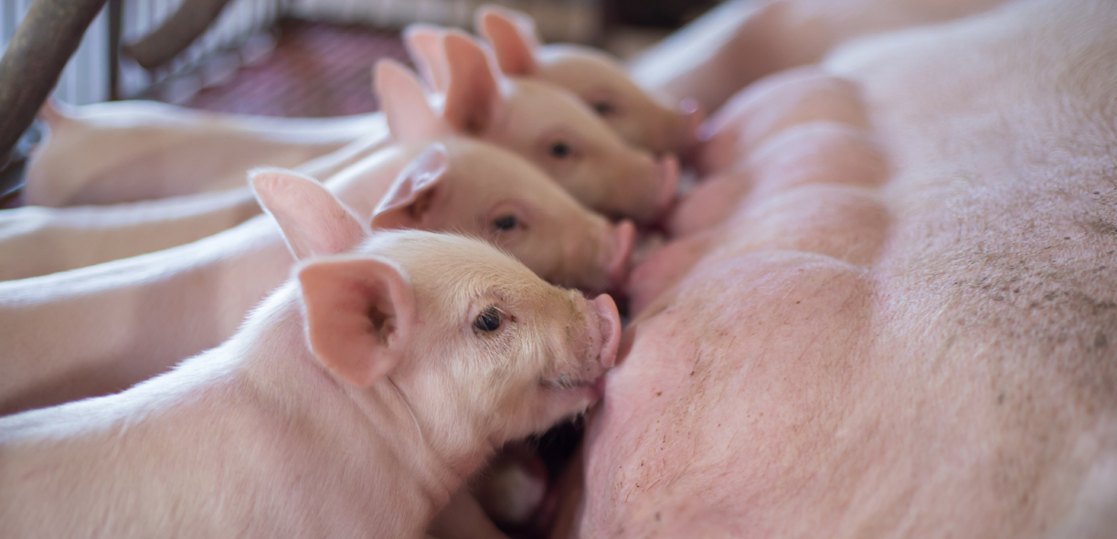 Piglets and iron: what you need to know