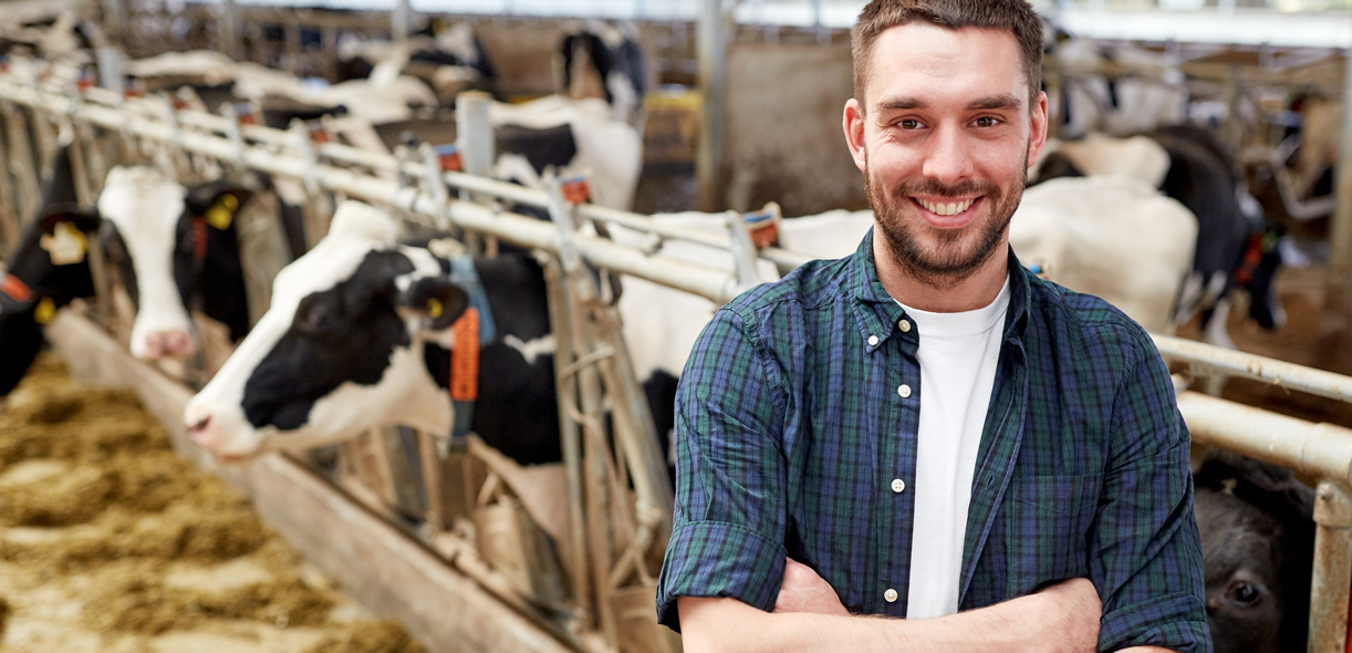 La personnalité des vaches a-t-elle un impact sur leur rendement?