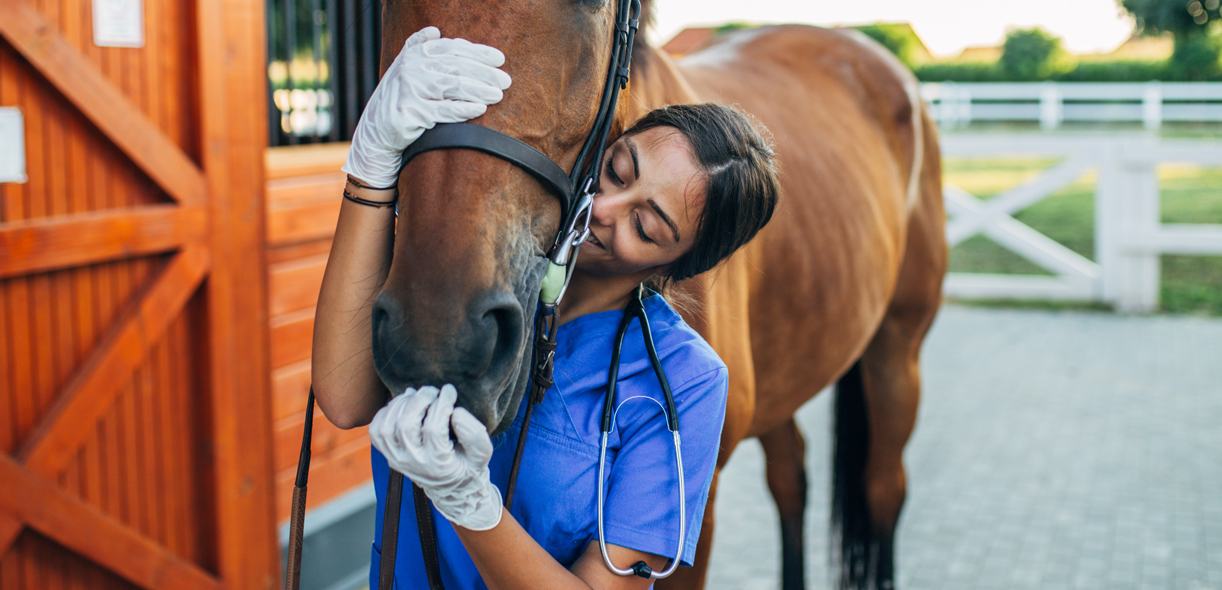 Better visibility, fewer complications: Equine surgeons take a stand