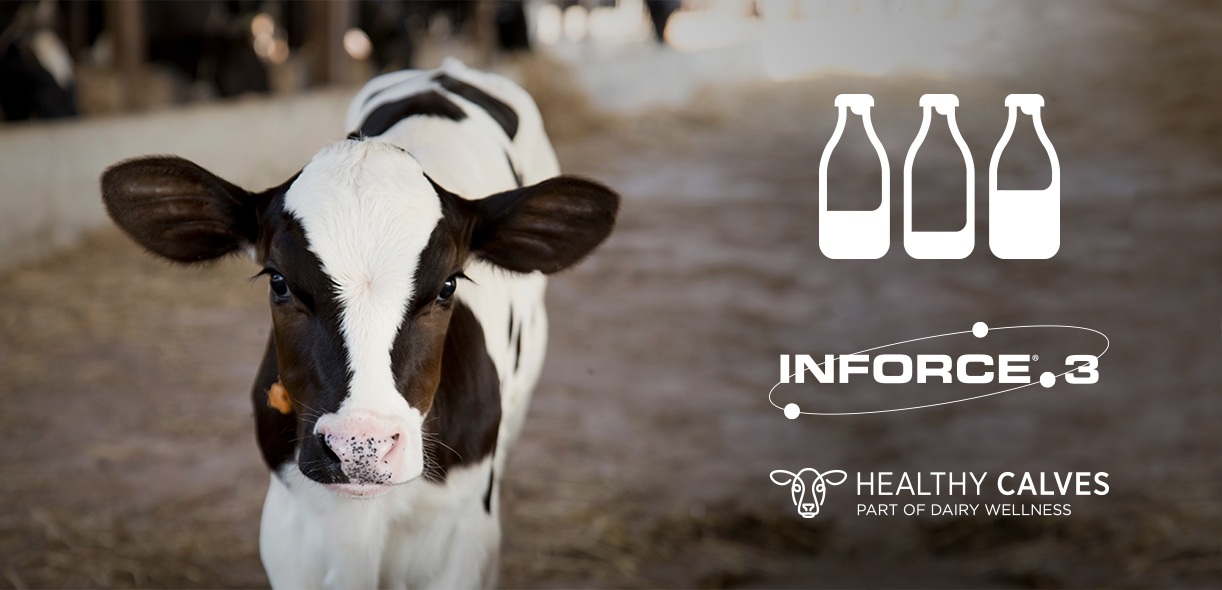 Watch a Zoetis webex on BRD in calves and what you can do to help immunize them