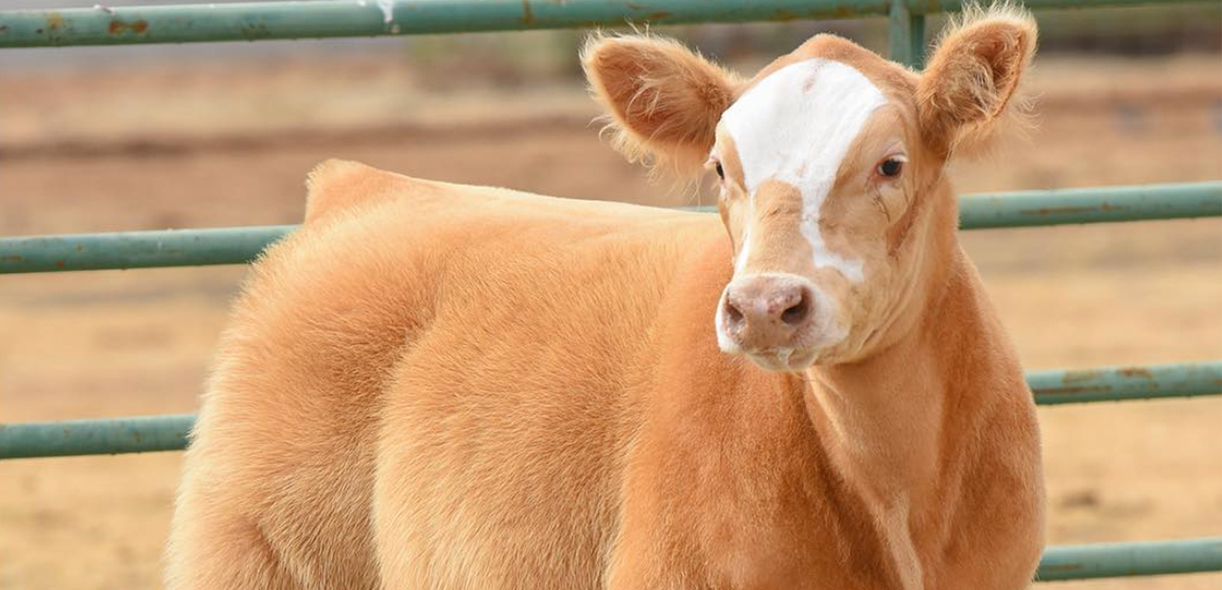 Lather, rinse, repeat: Cows deserve big hair, too!
