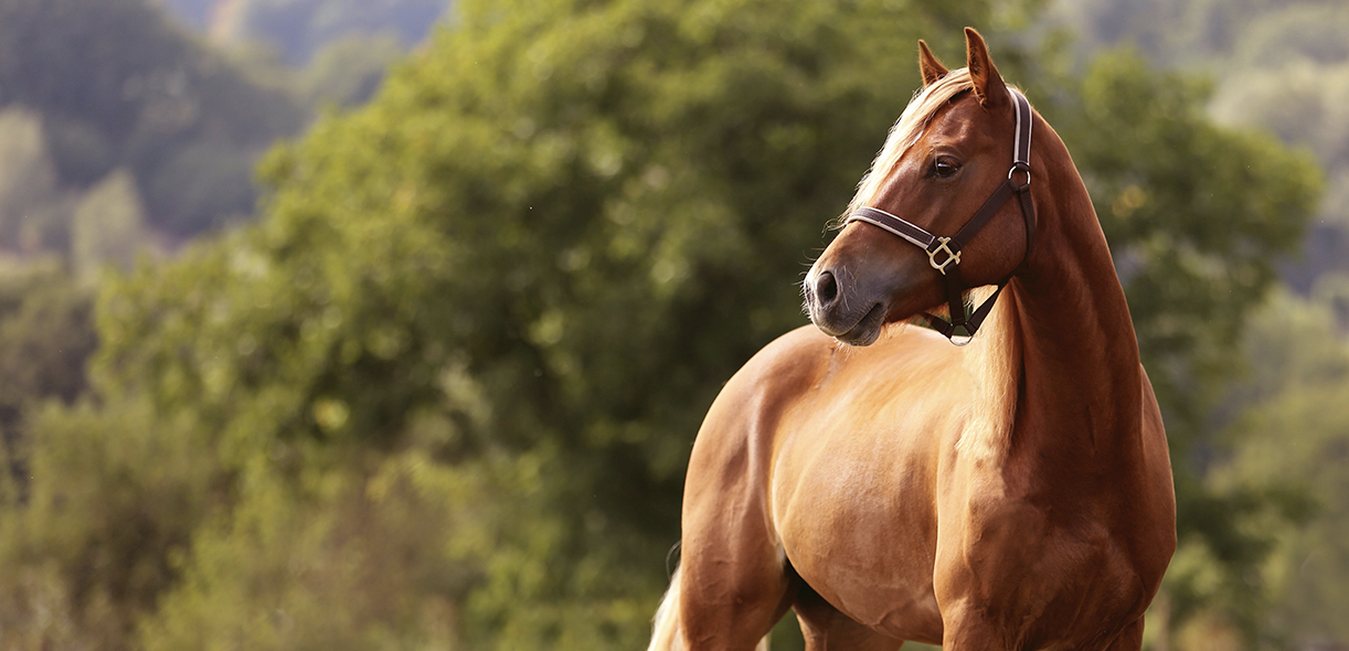 A comprehensive approach to equine weight loss