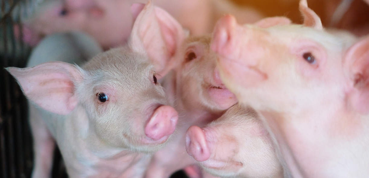 Vidéosurveillance : gros plan sur le comportement alimentaire des porcs