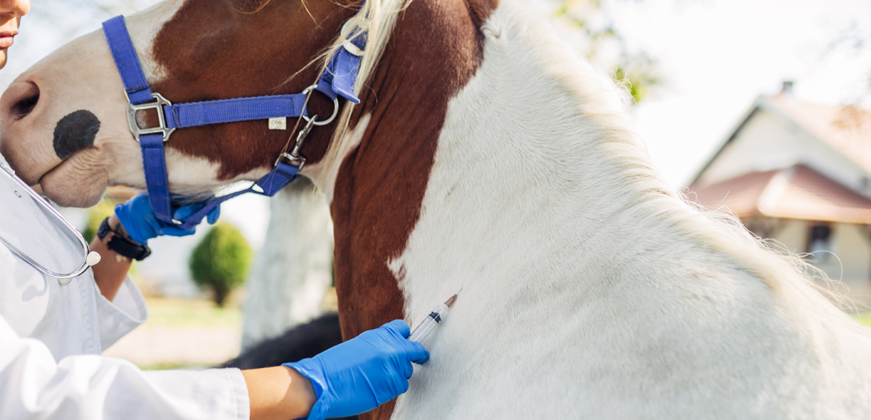 AAEP’s updated vaccination guidelines