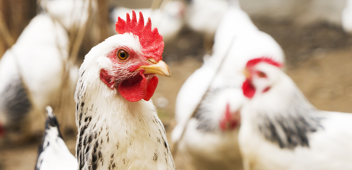 Seeing heart disease in chickens in a new light