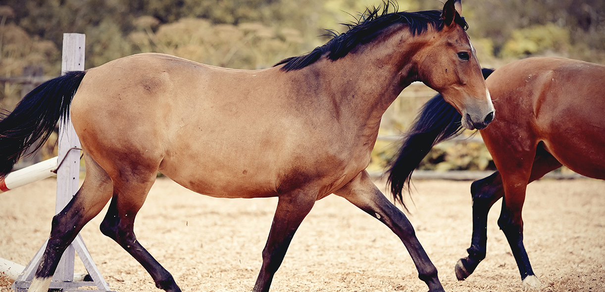 A “whole horse” approach to lameness